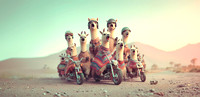 gang of funny angry lamas ride motorbikes in desert scream fury